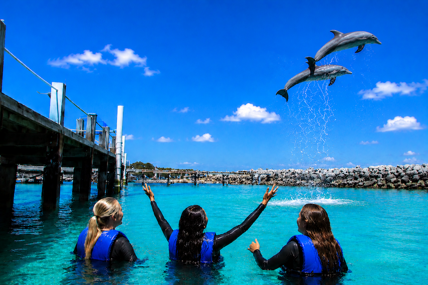 Swimming with Dolphins in Nassau: The Complete Guide to Blue Lagoon Island