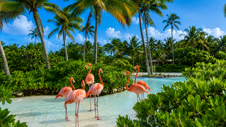 Ardastra Gardens: Nassau's Flamingo Encounter That Most Cruise Passengers Walk Right Past