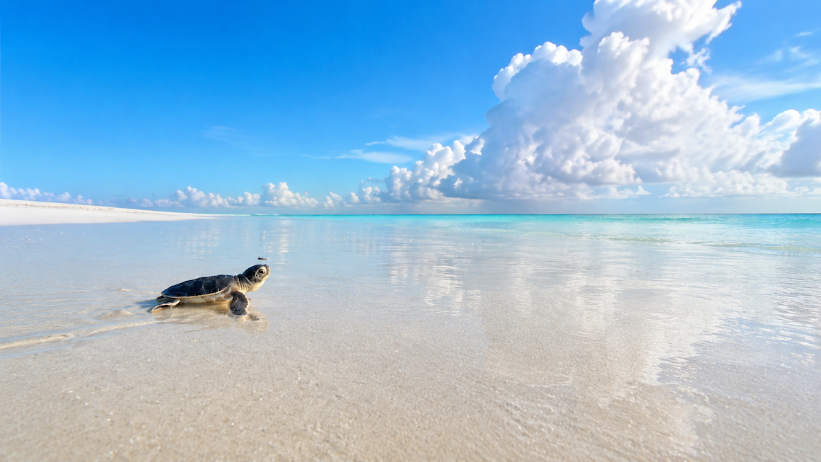 Baby Sea Turtle Season at Atlantis: What Actually Happens